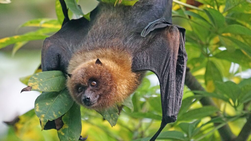 how long can a bat live without food or water