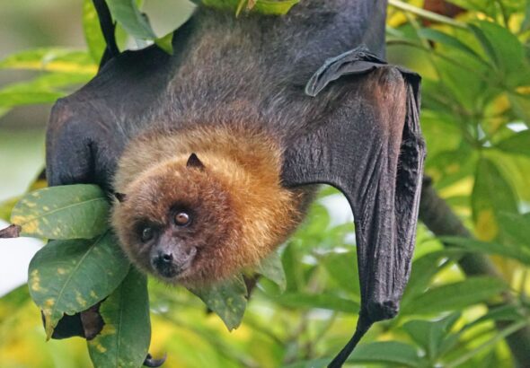 Factors Affecting How Long Can a Bat Live Without Food or Water