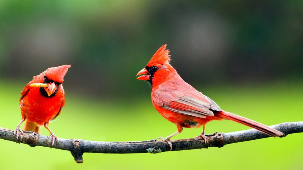 What Does It Mean When You See Two Cardinals Together: Symbolism And Significance