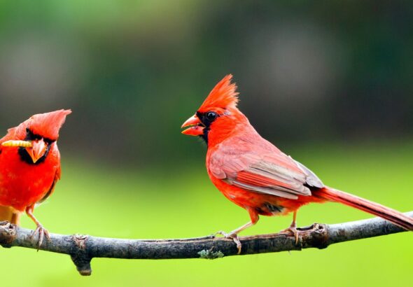 what does it mean when you see two cardinals together